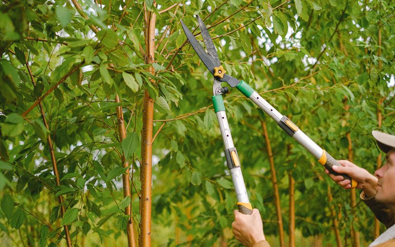 Tree trimming in Gagetown, MI