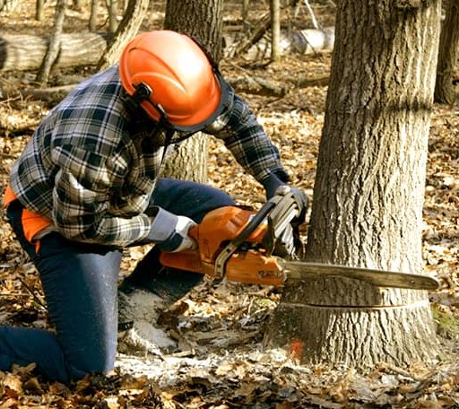 Tree Removal in Gagetown, MI